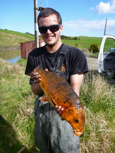 Jack Vallings, a Northland Polytechnic student, assisting with the koi eradication shows one of the more than 100 caught from a Pahi farm pond this month.